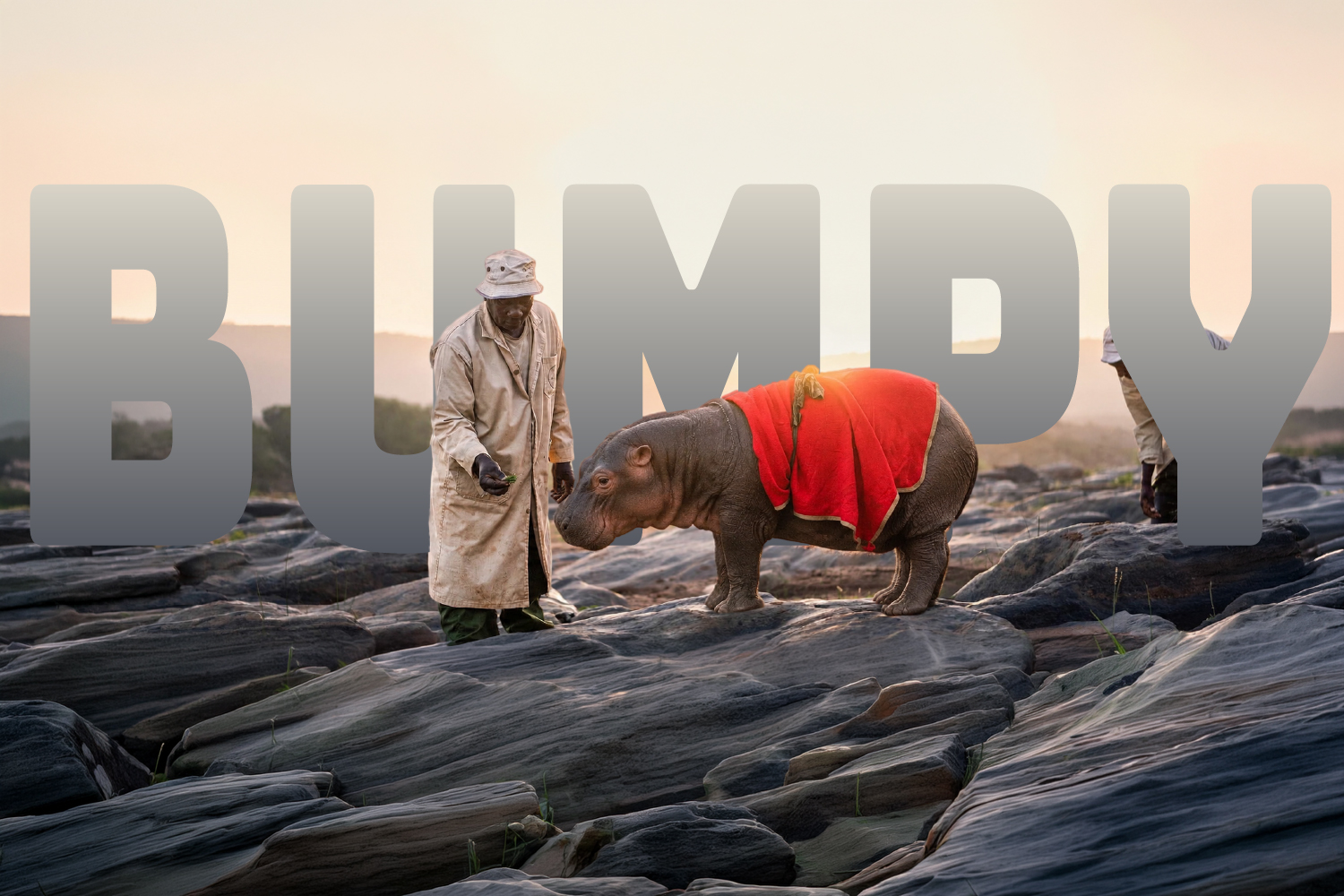 Bumpy the orphaned hippo wrapped in a red blanket, being fed by his keeper at sunrise