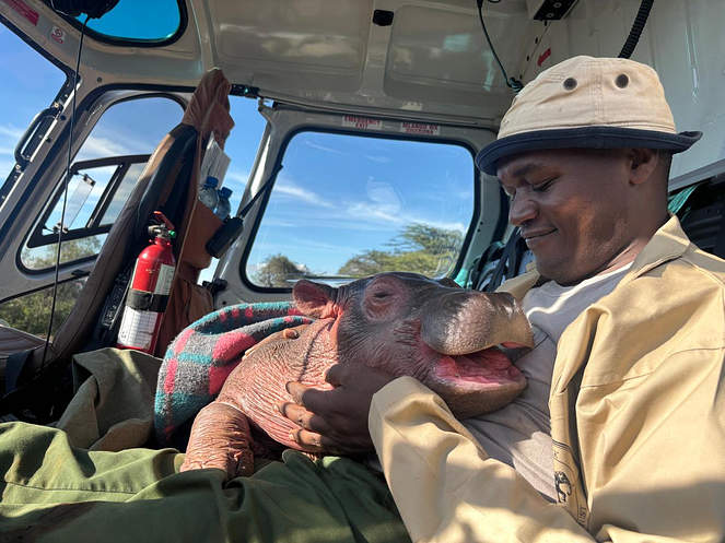 Bumpy smiling in his keeper's arms during transport